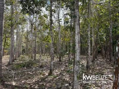 25-Acre Teak and Mahogany Tree Farm, 🇧🇿 Belize