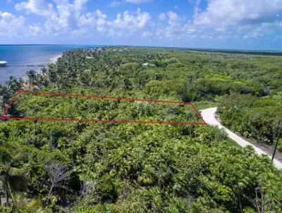 Habaneros Lot 9600, 🇧🇿 Belize