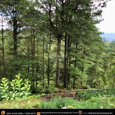 ¡Se Vende terreno en El Hatillo, carretera hacia La Tigra!, 🇭🇳 Honduras