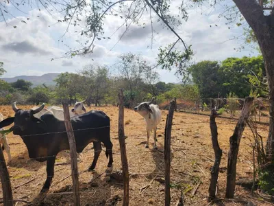TERRENO PARA AGRICULTURA O GANADERIA EN EL POTRERO, LA PINTADA, 🇵🇦 Panama