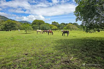 5.2ha Cambutal Farm for Sale | Panama Sovereign Realty, 🇵🇦 Panama