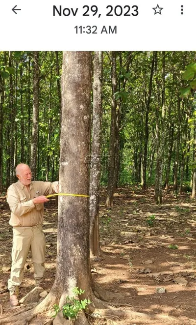 Mature Teak Plantation For Sale in Belize, 🇧🇿 Belize