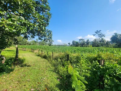 Gorgeous Farmland in Cayo District, Belize, 🇧🇿 Belize