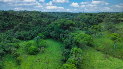 Finca Venta | PALMA REAL, GUAYABAL, VIA SANTA RITA, Chiriqui, 🇵🇦 Panama