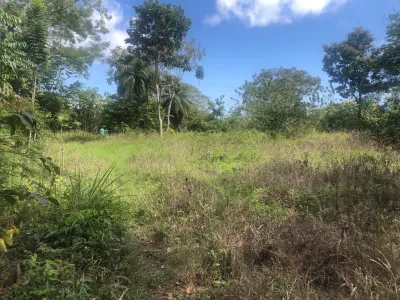Limones, Puerto Armuelles Road Front, 🇵🇦 Panama